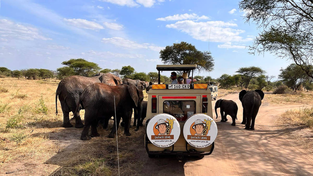 Safari